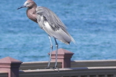 South Padre Island - bird